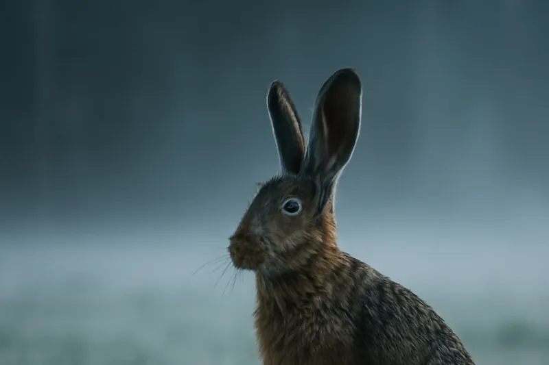 Lièvre brun aux oreilles dressées dans un champ baigné de brume au lever du soleil.
