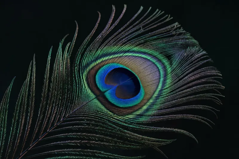 Ocelles bleu-vert d'une plume de paon observés en macro sur fond sombre.