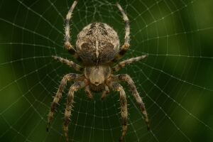 Animal totem araignée et sa signification spirituelle
