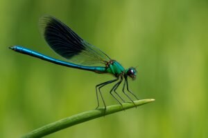 Animal totem libellule et sa signification spirituelle