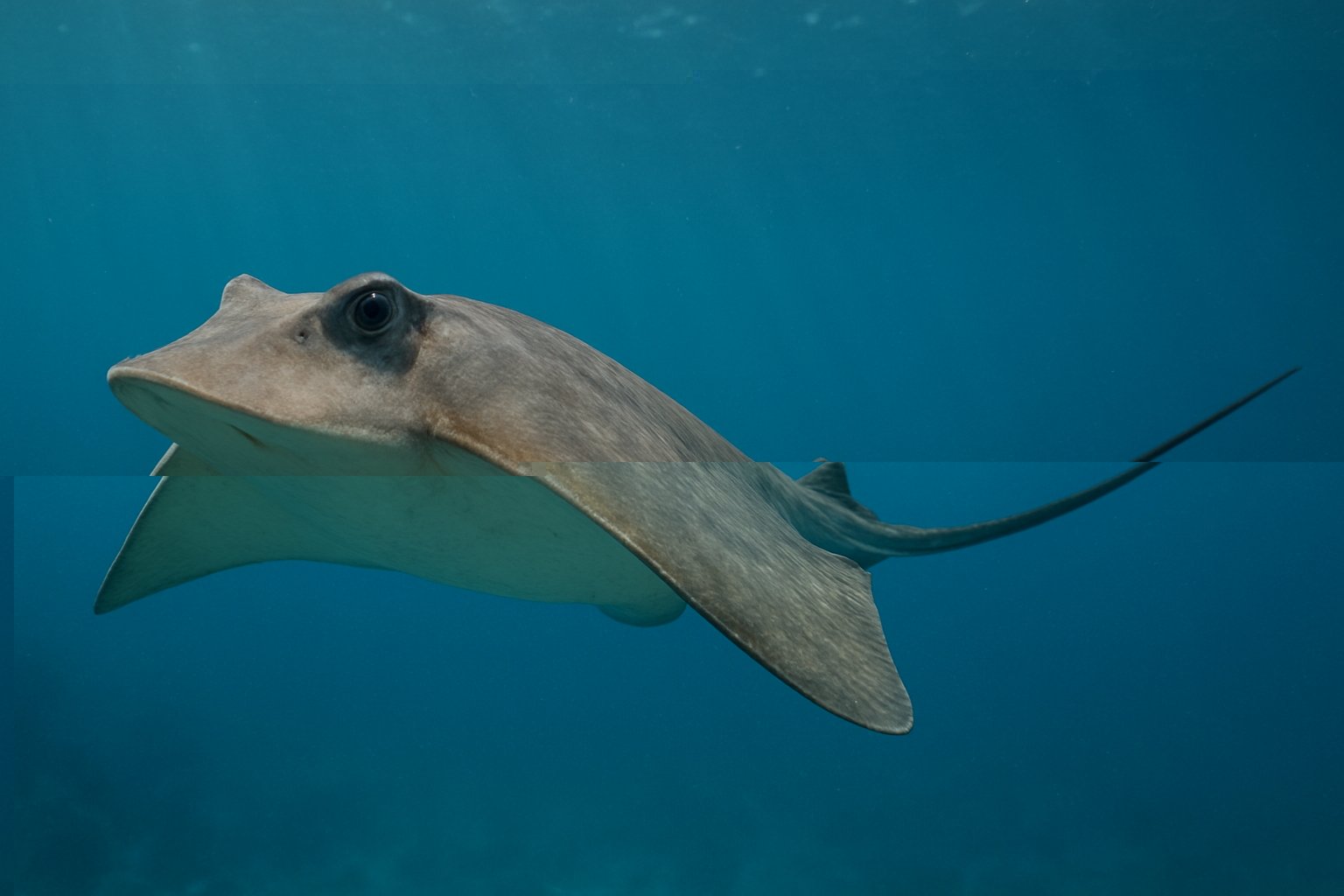 Animal totem raie et sa signification spirituelle