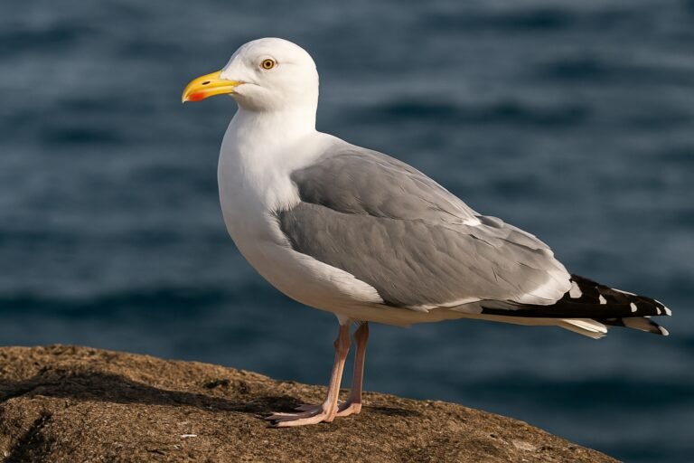 Animal totem Goéland et sa signification spirituelle